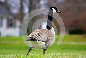 Canadian goose in West Bloomfield Michigan