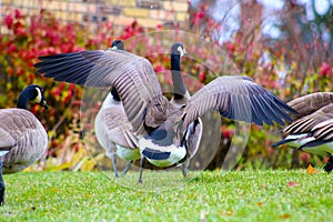 Canadian goose in West Bloomfield Michigan