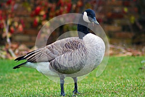 Canadian goose in West Bloomfield Michigan