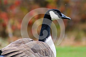 Canadian goose in West Bloomfield Michigan