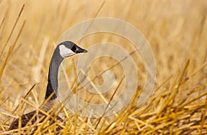 Canadian Goose in Wetlands
