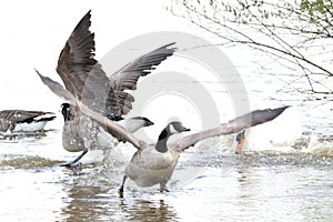 Canadian goose wings out