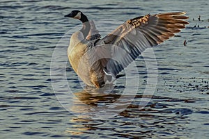 Canadian Goose with Wings Spread on Lake