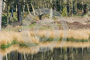 Canadian gooses in nature photo