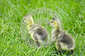 Canadian goslings photo