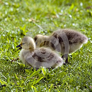 Canadian Goslings photo