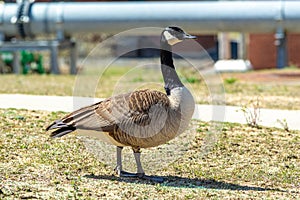Canadian gray goose grazing in the wild