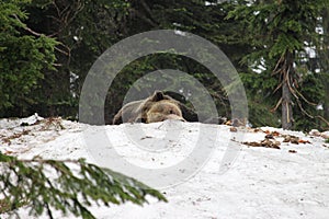 Canadian Grizzly in Snow