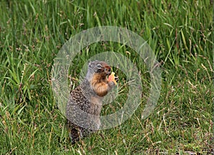 Canadian Ground Squirrel