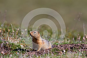 Canadian ground squirrel stretching and looking around the tundra