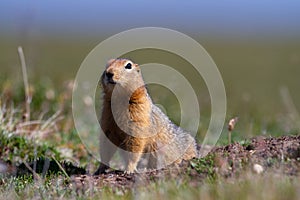 Canadian ground squirrel stretching and looking around the tundra