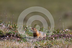 Canadian ground squirrel stretching and looking around the tundra