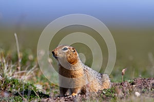 Canadian ground squirrel stretching and looking around the tundra