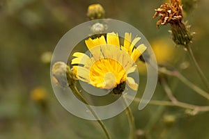 Canadian hawkweed Hieracium umbellatum