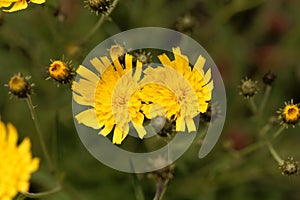 Canadian hawkweed Hieracium umbellatum