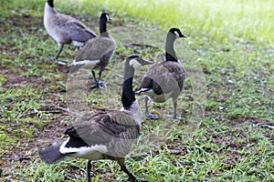 Canadian Honkers Geese - canadensis Flock