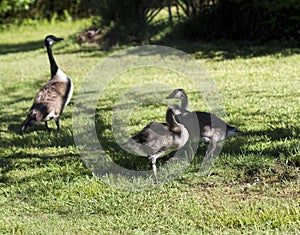 Canadian Honkers Geese Goslings Babies - canadensis Flock