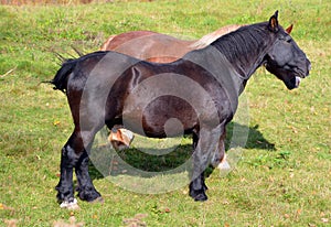The Canadian horse is a horse breed from Canada