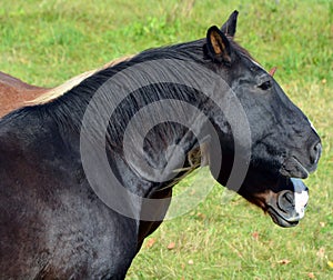 The Canadian horse is a horse breed from Canada