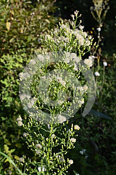 Canadian Horseweed Conyza canadensis