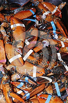 canadian lobster shells mostly used as fertiliser and base for the seafood soups and stocks