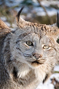 Canadian lynx.