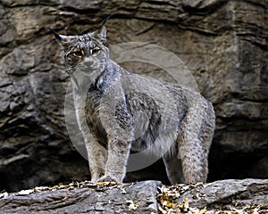 Canadian Lynx