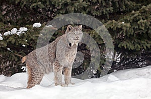 Canadian Lynx photo