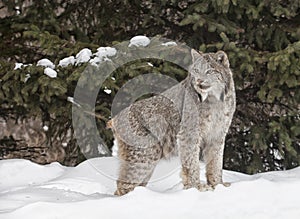 Canadian Lynx photo