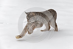 Canadian Lynx Lynx canadensis Pounces in Snow Winter photo