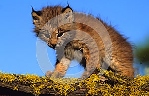 Canadian Lynx Kitten