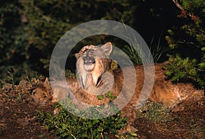 Canadian Lynx With Kitten