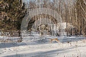 Canadian Lynx Lynx canadensis Bounds Left Through Snow