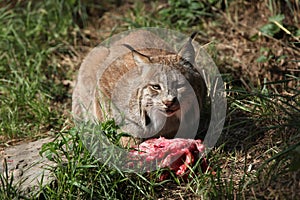 Canadian lynx (Lynx canadensis canadensis).