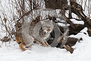 Canadian Lynx (Lynx canadensis) Crouches Next to Root Bundle Winter