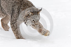 Canadian Lynx (Lynx canadensis) Intent Paw Out Winter