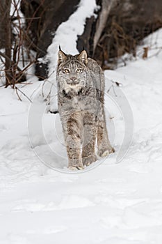 Canadian Lynx (Lynx canadensis) Looks Forward Ears Up Winter