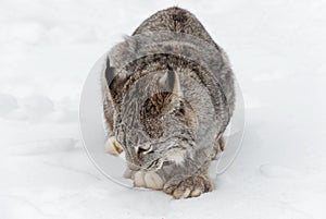 Canadian Lynx Lynx canadensis Looks at Snow