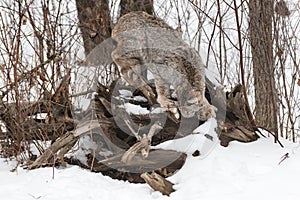 Canadian Lynx (Lynx canadensis) Pokes Nose into Root Bundle Winter