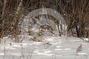 Canadian Lynx Lynx canadensis Prepares to Pounce