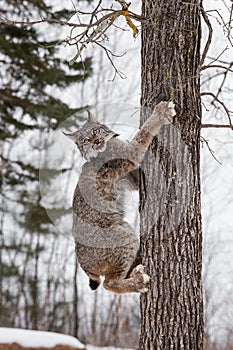 Canadian Lynx Lynx canadensis On Side of Tree