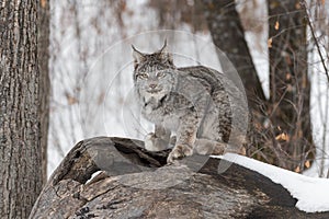 Canadian Lynx Lynx canadensis Sits Atop Log photo