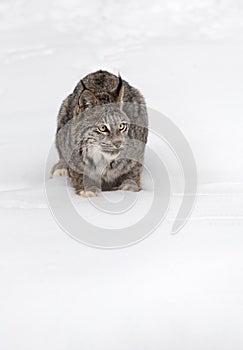 Canadian Lynx (Lynx canadensis) Sits Looking Right Ears Up Winter