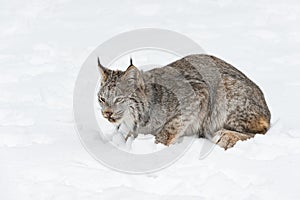 Canadian Lynx Lynx canadensis Sits in Snow Head Down Looking Left Winter