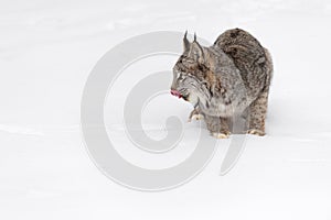 Canadian Lynx (Lynx canadensis) Sits in Snow Looking Left Licking Nose Winter