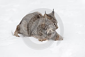 Canadian Lynx (Lynx canadensis) Sits Spread Out in Snow Winter