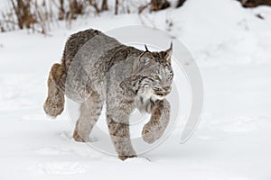 Canadian Lynx Lynx canadensis Stalking Right Winter