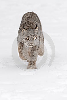 Canadian Lynx (Lynx canadensis) Stalks Forward Front and Back Paws Up Winter