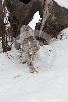 Canadian Lynx (Lynx canadensis) Steps Forward Licking Face Winter