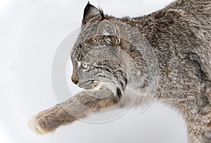 Canadian Lynx (Lynx canadensis) Steps Left Paw Up Close Up Winter